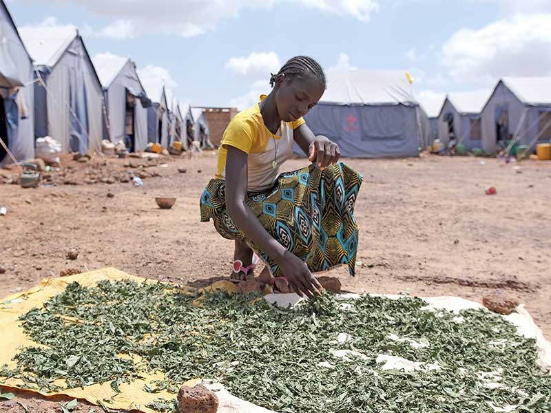 Drying tea leaves which can be made into porridge in Burkina Faso