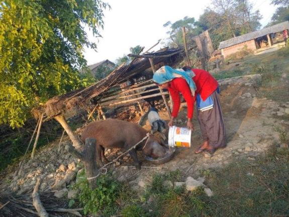 Angel plans to expand her pig-raring business with support from the Futuremakers project.